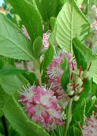 Clethra alnifolia 'Ruby Spice