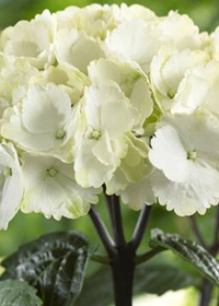 Hydrangea macrophylla 'Zebra'