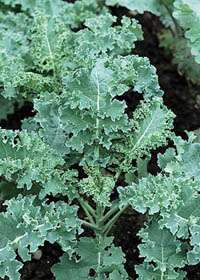 Brassica oleracea 'Winterbor'