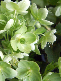 Helleborus argutifolius