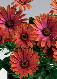 Osteospermum 'Sunny Sheila'