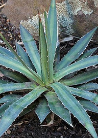 Agave funkiana 'Blue Haze'