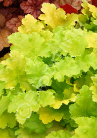 Heuchera 'Lime Rickey'