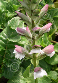 Acanthus mollis