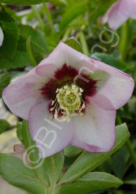 Helleborus x hybridus 'Mardi Gras Appleblossom'