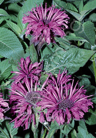 Monarda didyma 'Aquarius'