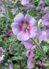 Anisodontea hypomadarum 'Tara's Pink'          