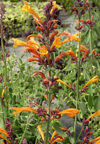 Agastache aurantiaca 'Apricot Sunrise'