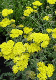 Achillea x 'Moonshine'