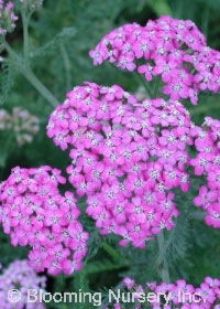 Achillea millefolium 'Borealis'                   