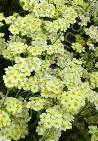 Achillea x lewisii 'King Edward'