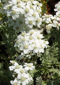 Achillea clavennae