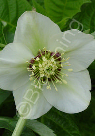 Helleborus x hybridus 'Mardi Gras Celadon'