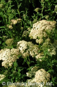 Achillea millefolium 'Hoffnung'