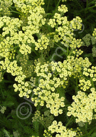 Achillea tomentosa 'Lemon' 