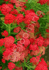 Achillea millefolium 'Paprika'