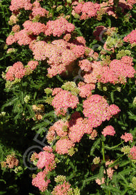 Achillea millefolium 'Salmon Beauty'