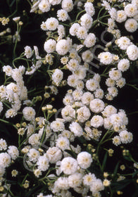 Achillea ptarmica 'Angel's Breath'