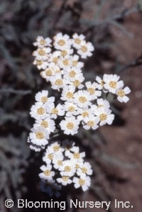 Achillea x kellereri                              