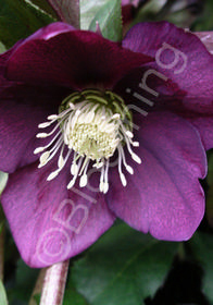 Helleborus x hybridus 'Mardi Gras Maroon Red'