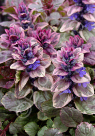 Ajuga reptans 'Burgundy Glow'