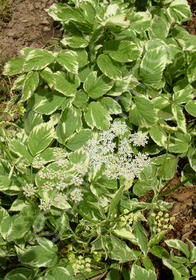 Aegopodium podagraria 'Variegatum'