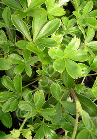 Alchemilla alpina