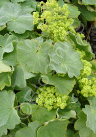 Alchemilla mollis 'Auslese'