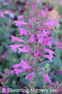 Agastache 'Pink Panther'                          