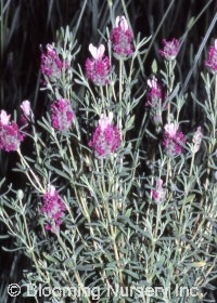 Lavandula stoechas 'Kew Red'