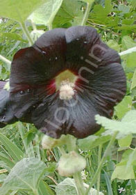 Alcea rosea 'Nigra'