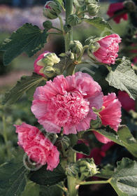 Alcea rosea 'Chater's Double Salmon Pink'