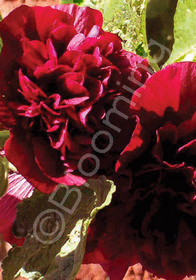 Alcea rosea 'Chater's Double Red'