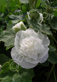 Alcea rosea 'Chater's Double White'