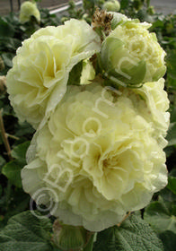 Alcea rosea 'Chater's Double Yellow'