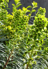 Euphorbia characias 'Black Pearl'