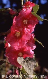 Alcea 'Indian Springs'