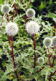 Echinops sphaerocephalus 'Arctic Glow'