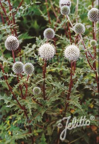 Echinops sphaerocephalus 'Arctic Glow'