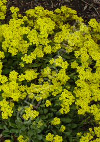 Aurinia saxatile 'Gold Ball' 