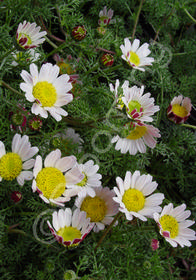 Anacyclus pyrethrum var. depressus Silver Kisses ('Silberkissen')