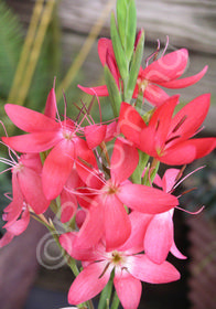 Schizostylis coccinea 'Coral'