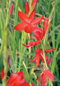 Schizostylis coccinea 'Red'