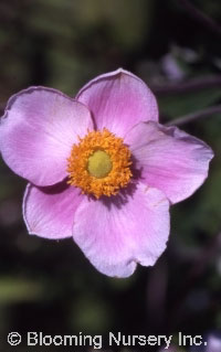 Anemone x hybrida 'Alice'                         