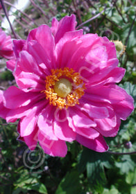 Anemone x hybrida 'Pamina'