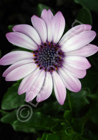 Osteospermum 'Seaside'