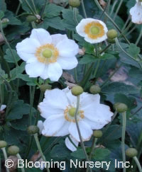 Anemone x 'Alba'