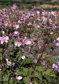 Anemone tomentosa 'Robustissima'