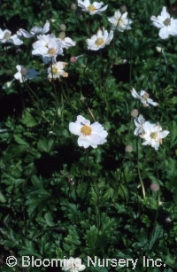 Anemone sylvestris                                