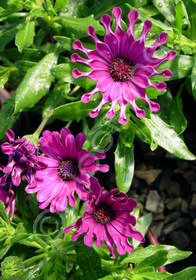 Osteospermum ecklonis 'Nasinga Purple'